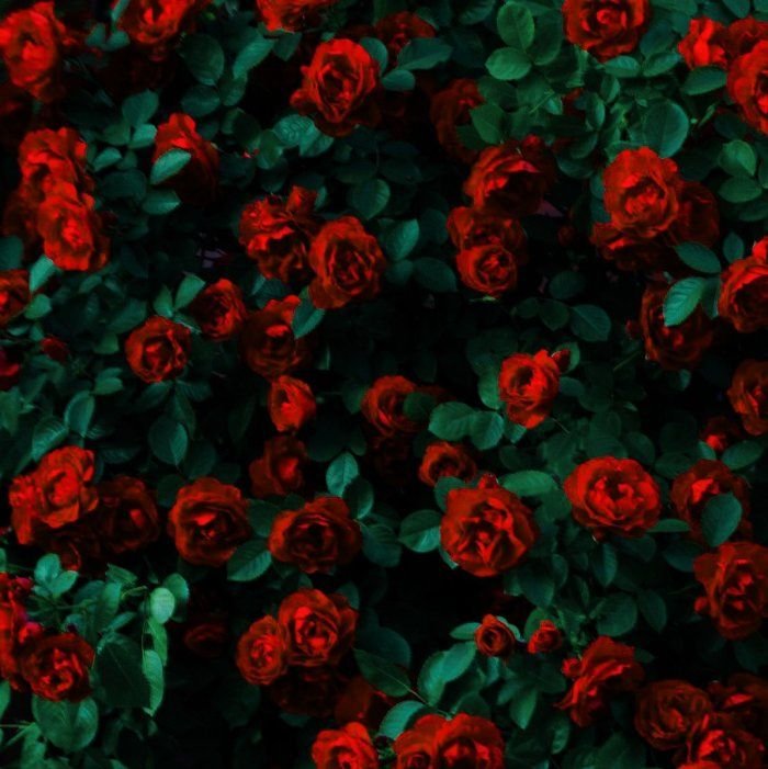Красные розы фон