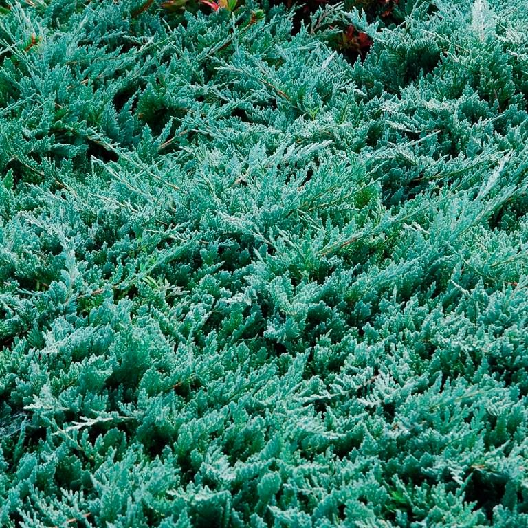 Можжевельник горизонтальный Вилтони