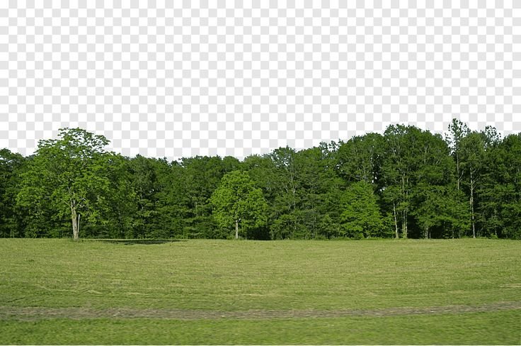 Панорама деревья