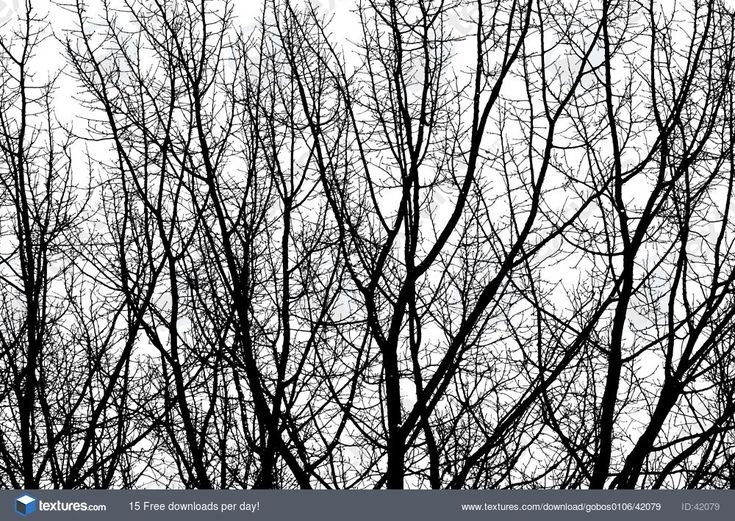 Ветка дерева