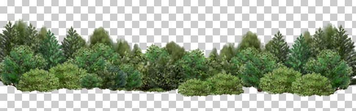 Много деревьев на белом фоне