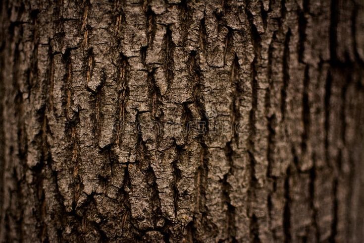 Wood Bark texture