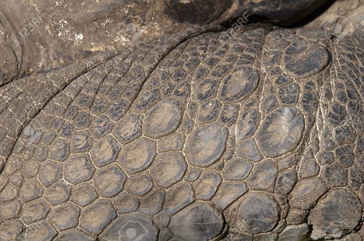 Черепашья чешуя