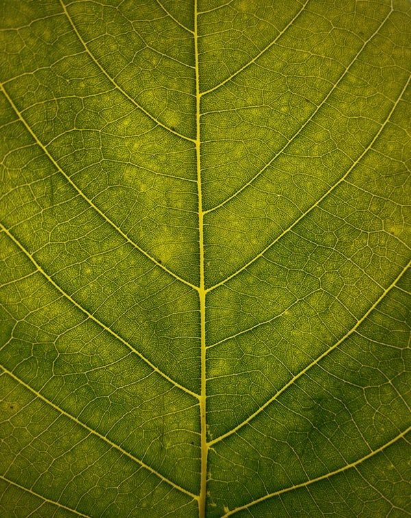 Листья деревьев