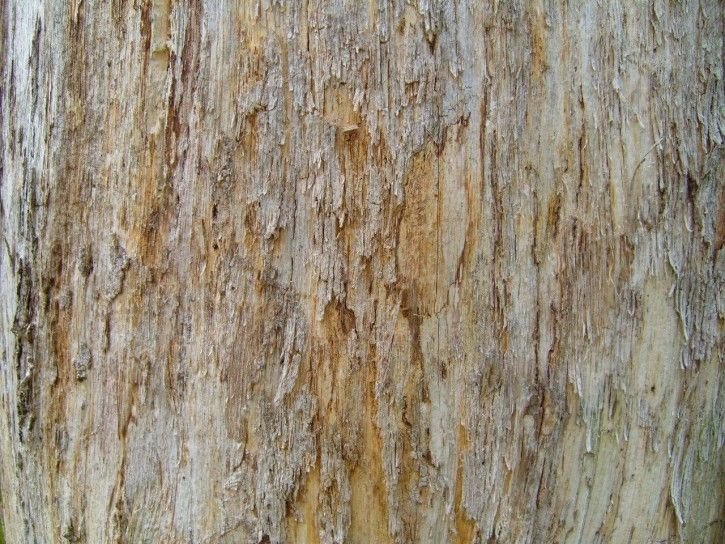 Текстура коры дерева