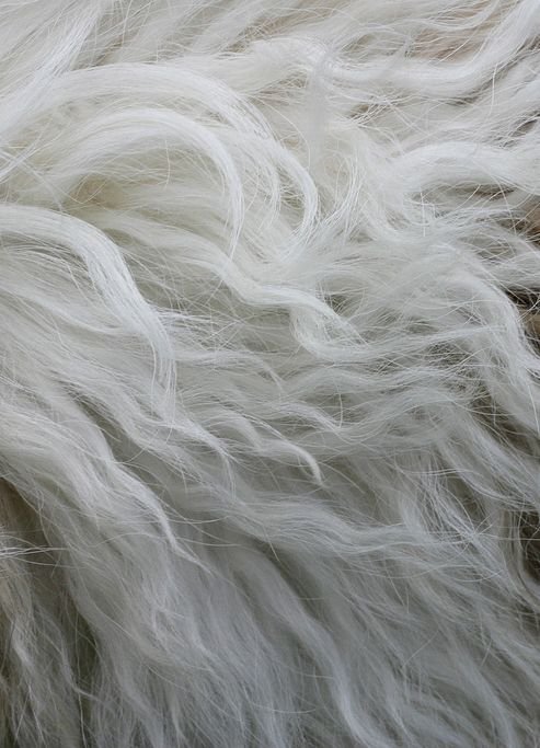 Волна шерсть