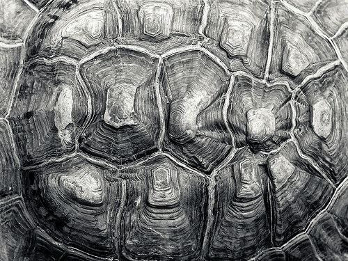 Паттерн панцирь черепахи