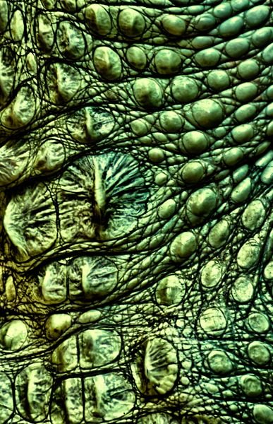 Кожа ящерицы текстура