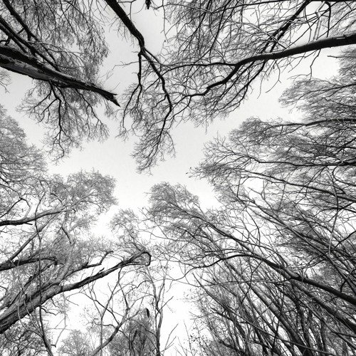 Монохромный пейзаж