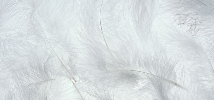 Перья текстура