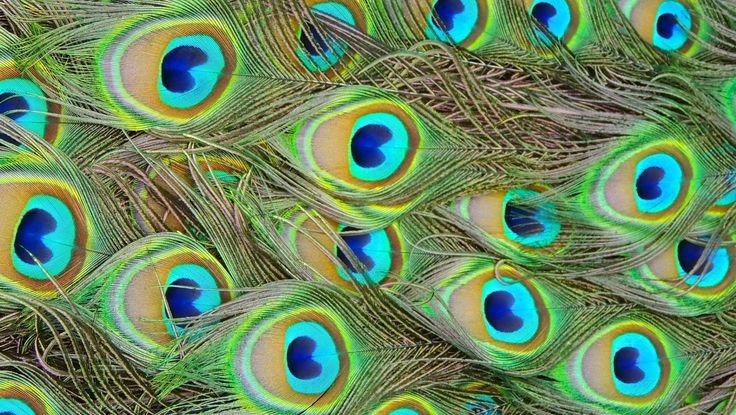 Паттерн Павлин