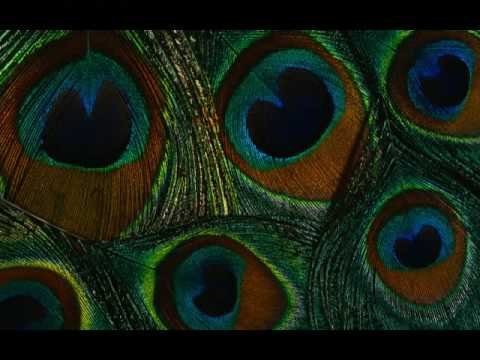 Перо павлина