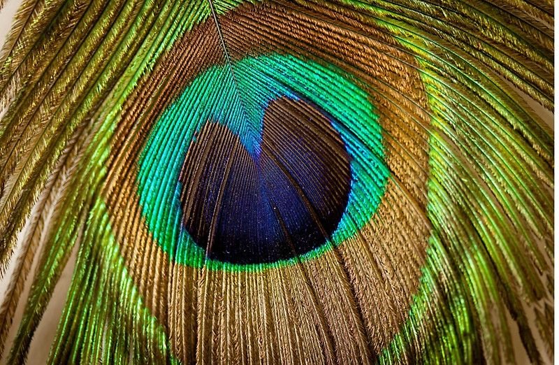 Перо павлина 8к