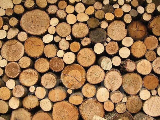 Дерево кругляк