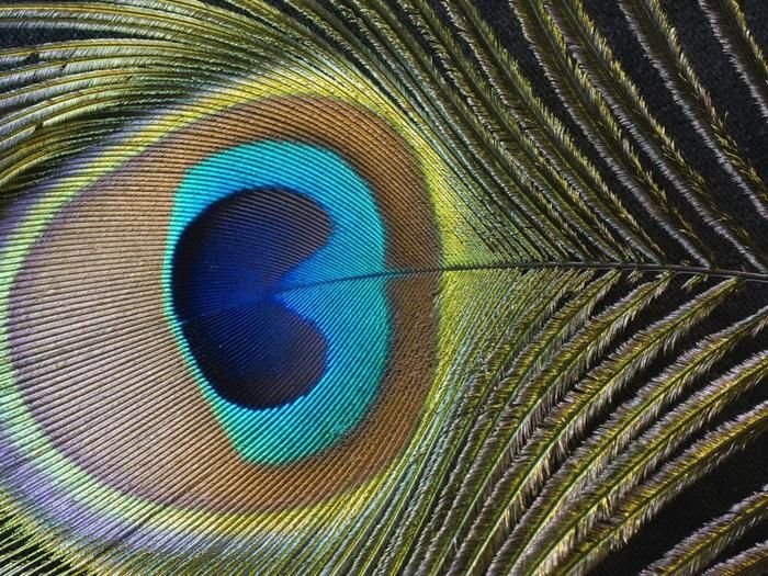 "Павлинье перо" лабрадорит