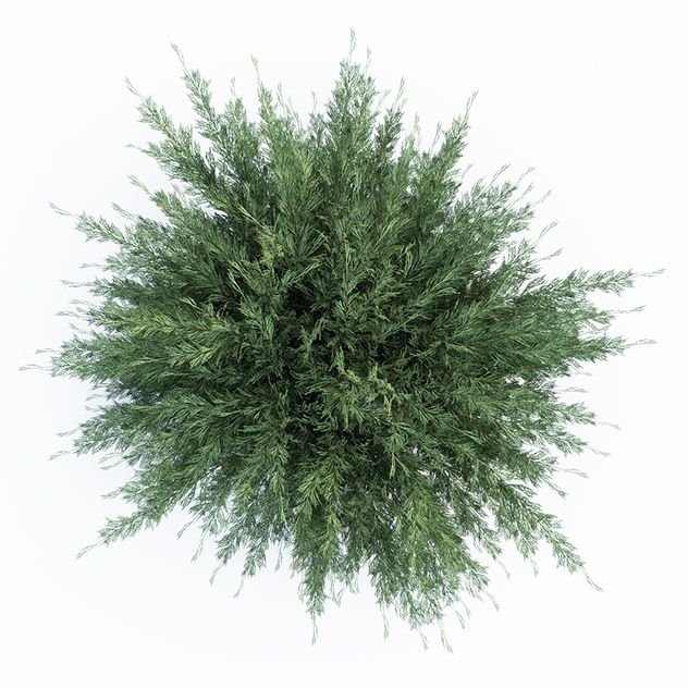 Можжевельник казацкий Сабина