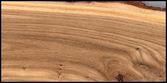 Вяз Ильм карагач древесина