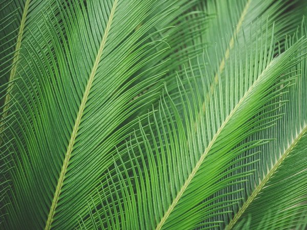 Тропические листья