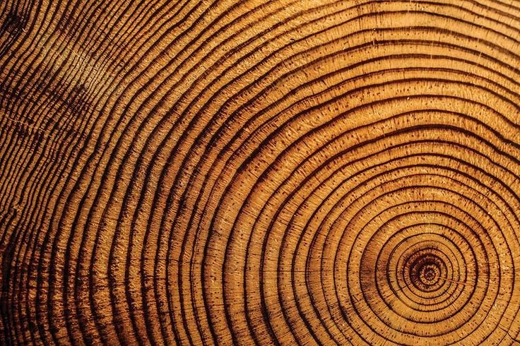 Спил дерева годичные кольца