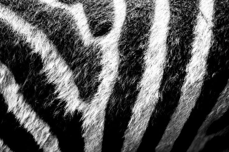 Шерсть зебры