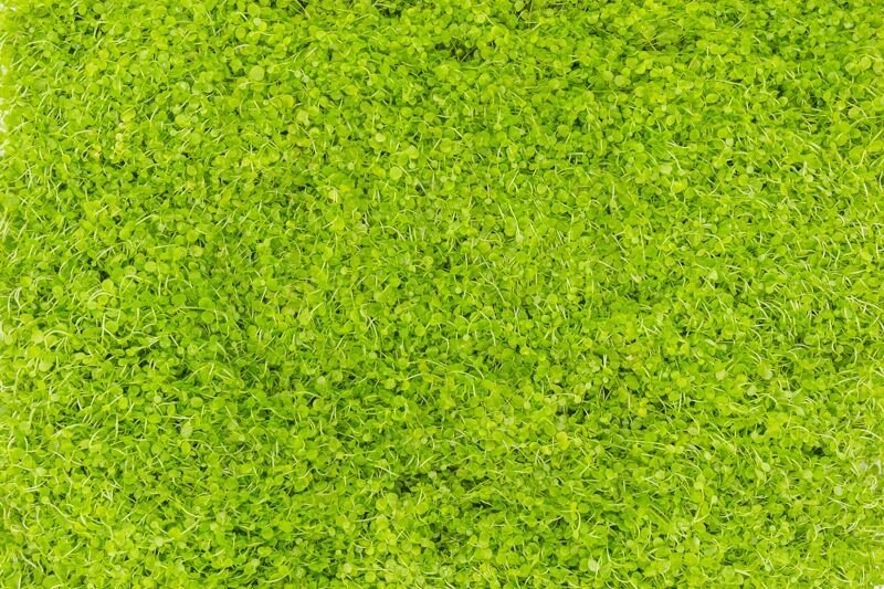 мох зеленый