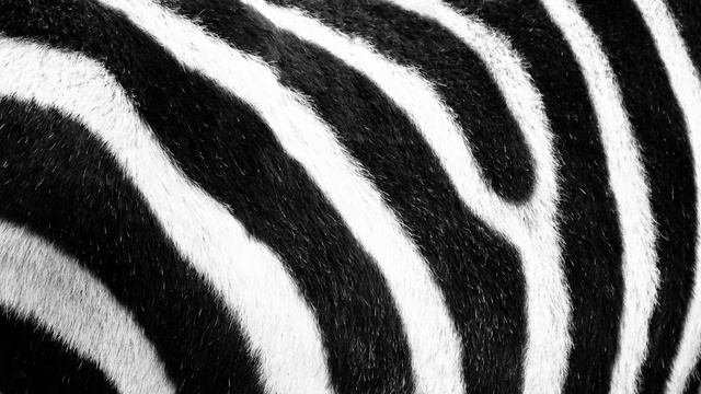 Шерсть зебры