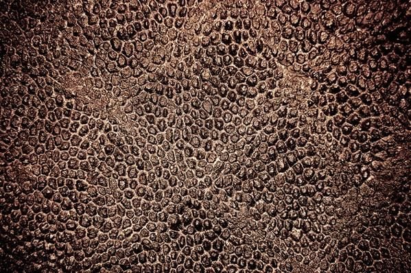 Кожа динозавра