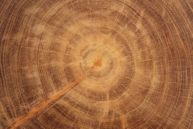 Срез дерева