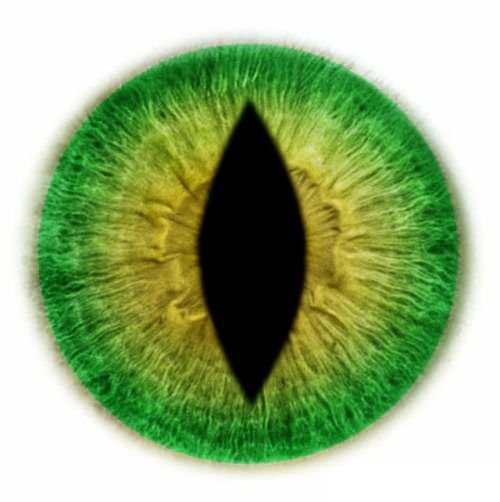 Радужка глаза кошки