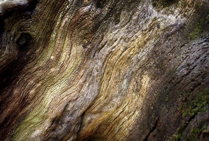 Кора старого дерева