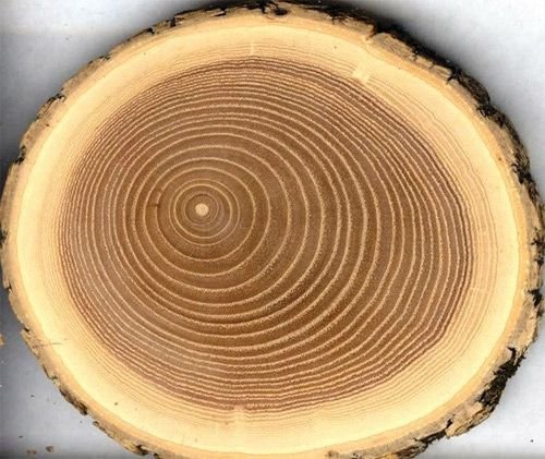 Ясень поперечный срез