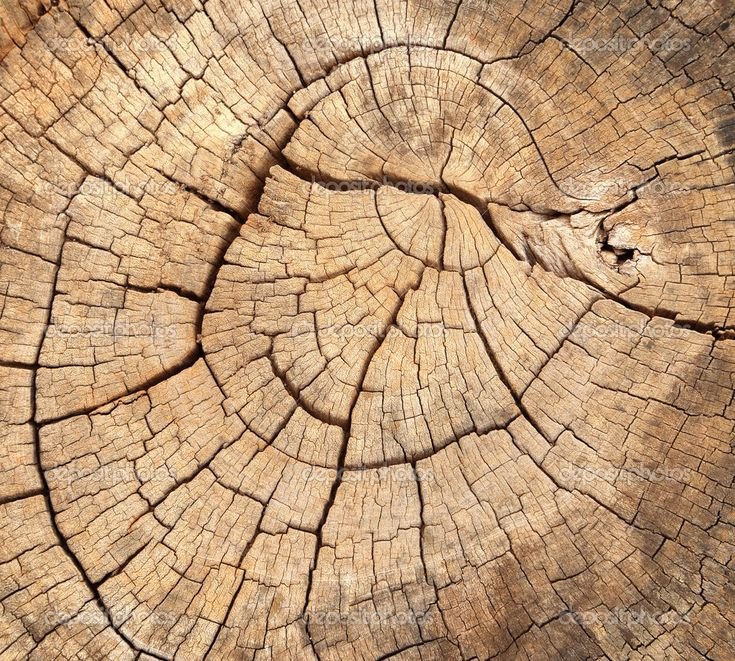 Текстура спила дерева