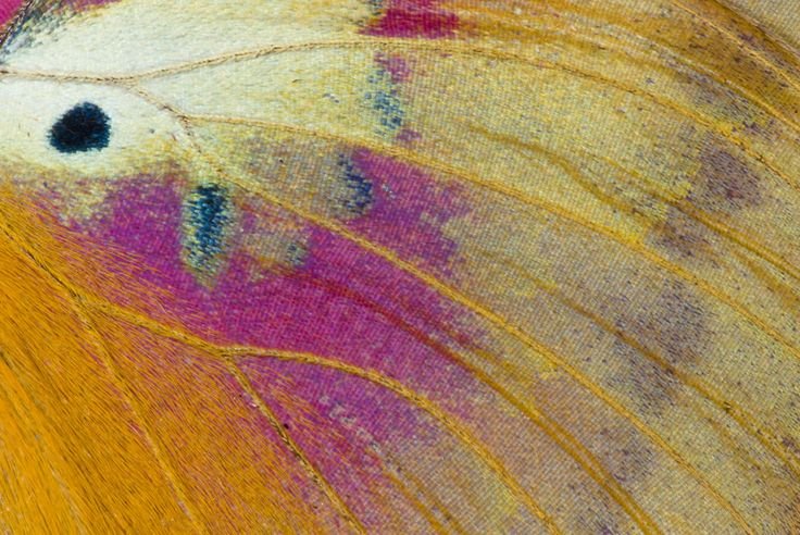 Фактура крыла бабочки