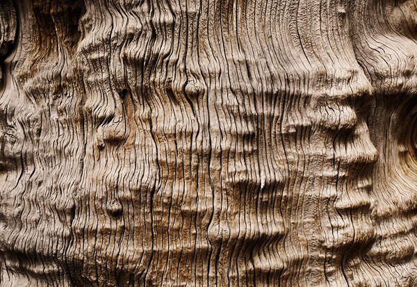 Альфа коры дерева