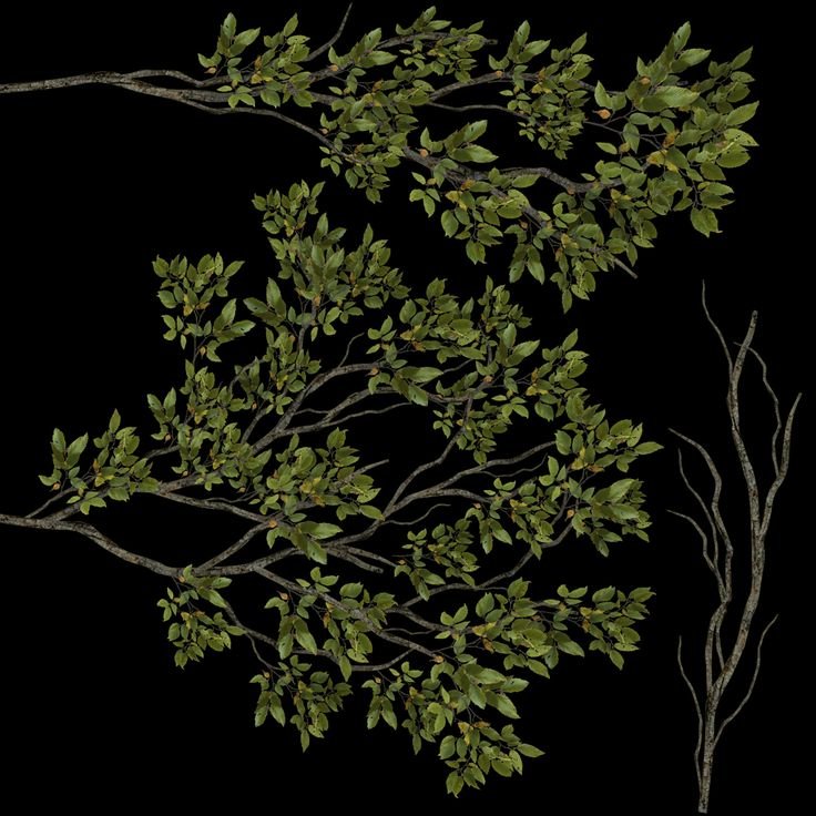 Текстура ветки