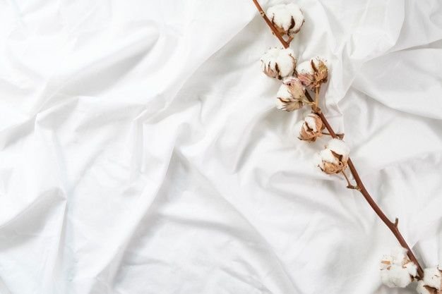 Ветка хлопка