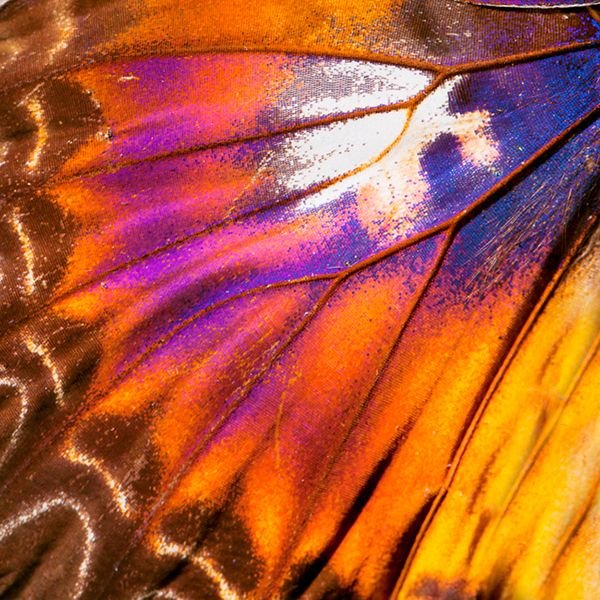 Крылья бабочки