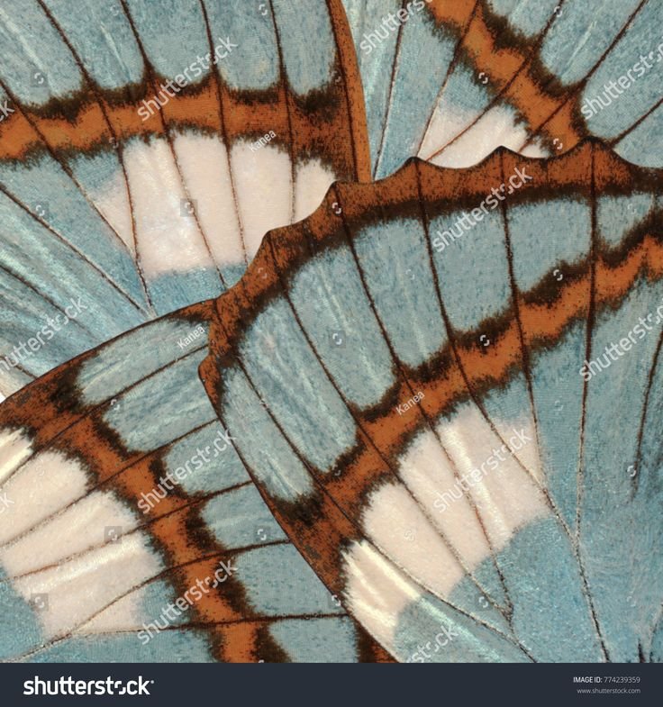 Ткань Крылья бабочки