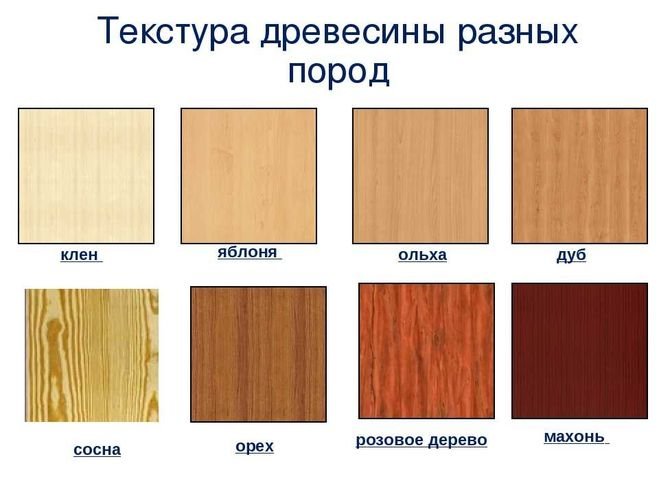 Сосна бук и дуб цвета