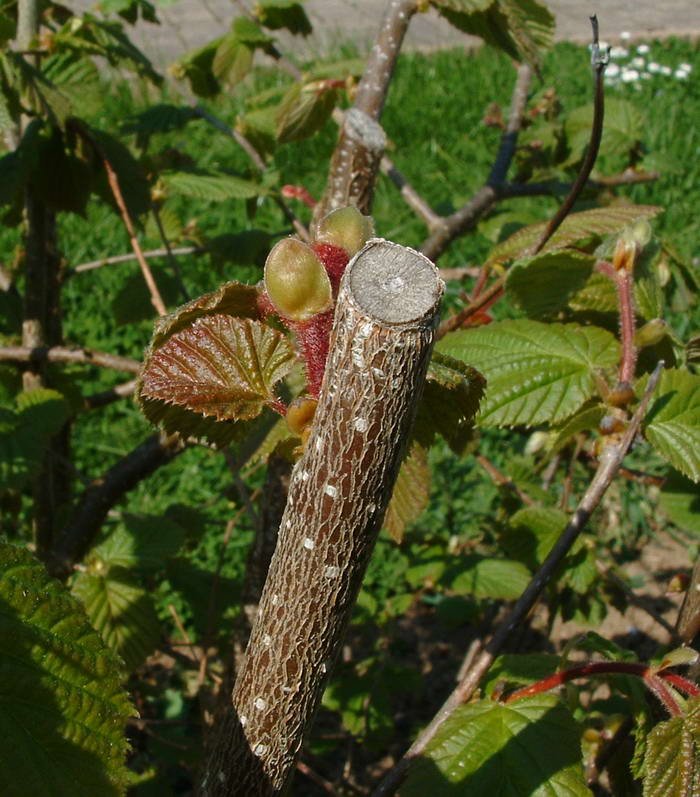 Лещина ствол