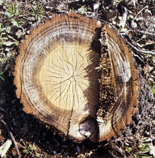 Поперечный срез дуба