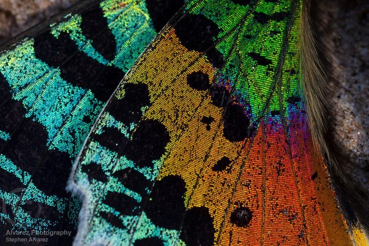 Фактура крыла бабочки