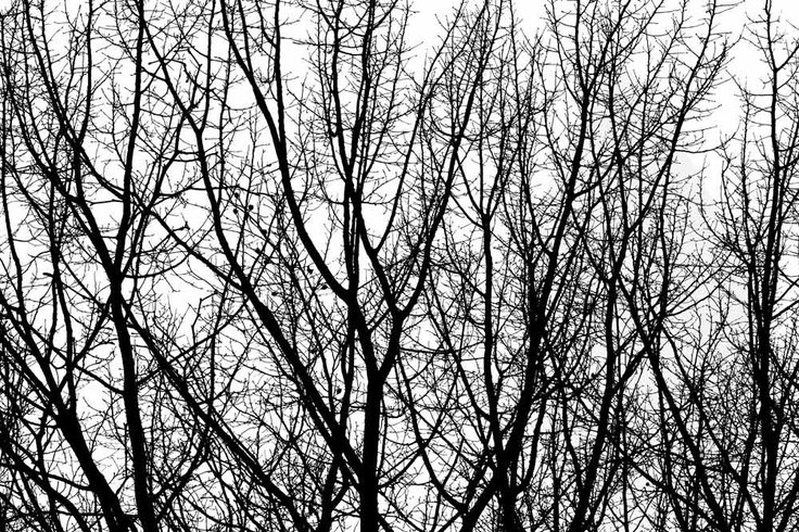 Ветка дерева чб