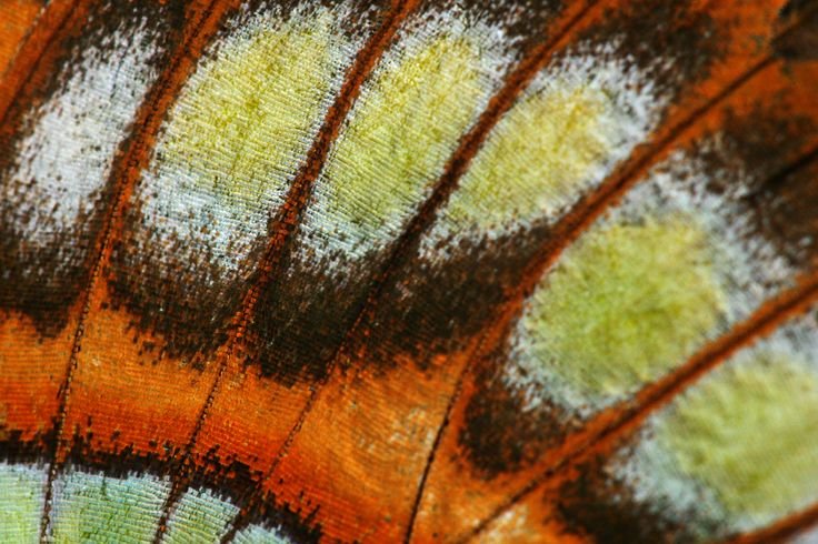 Крылья бабочки вблизи