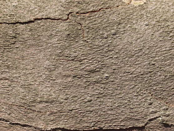 Текстура коры дерева