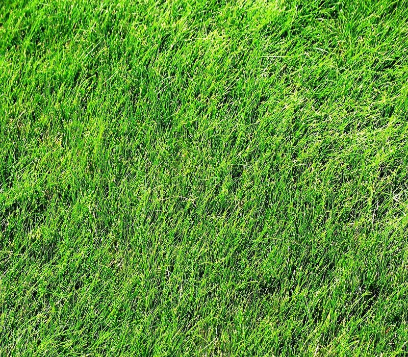 Текстура трава архикад