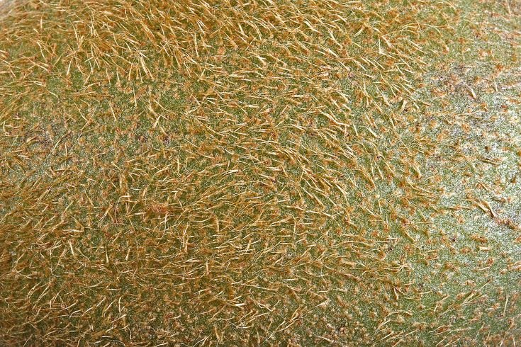 Корка текстура