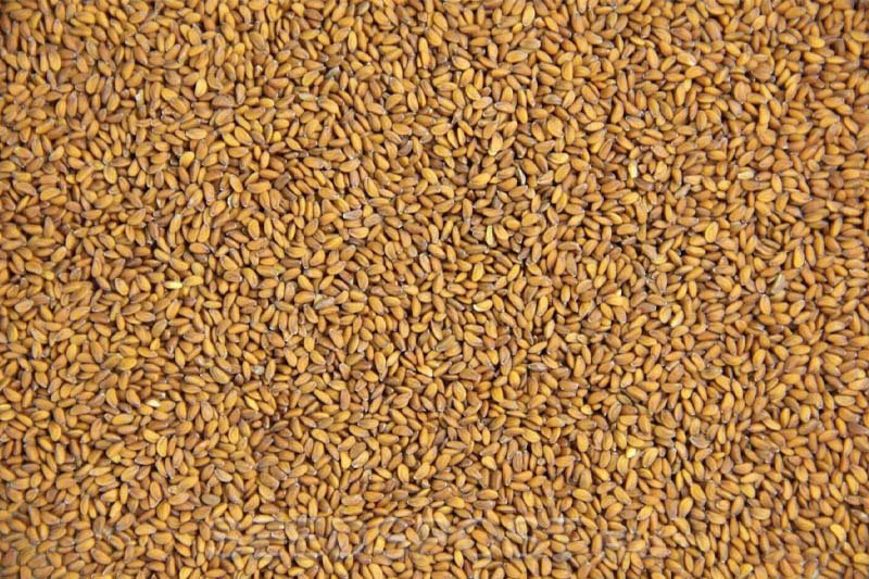 Семена овса