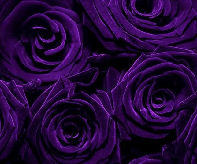 Роза Пурпл фиолетовый