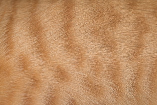 Шкура текстура